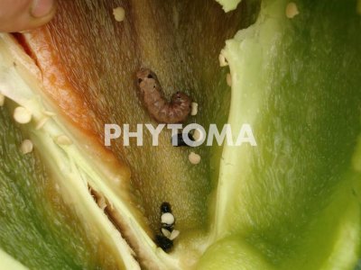 Spodoptera littoralis